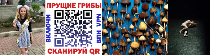 Галлюциногенные грибы Psilocybine cubensis  Пенза 